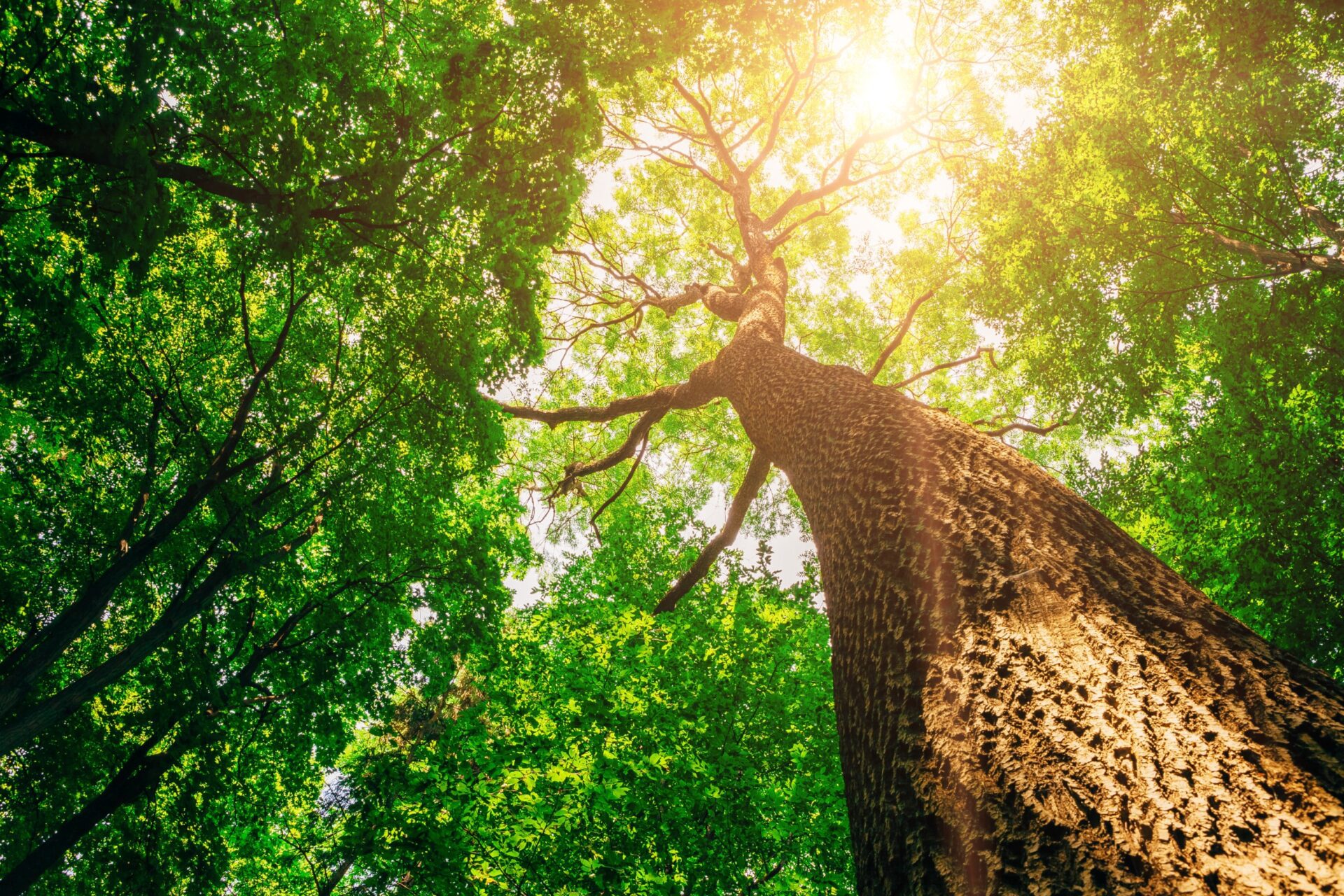 nature green wood sunlight backgrounds